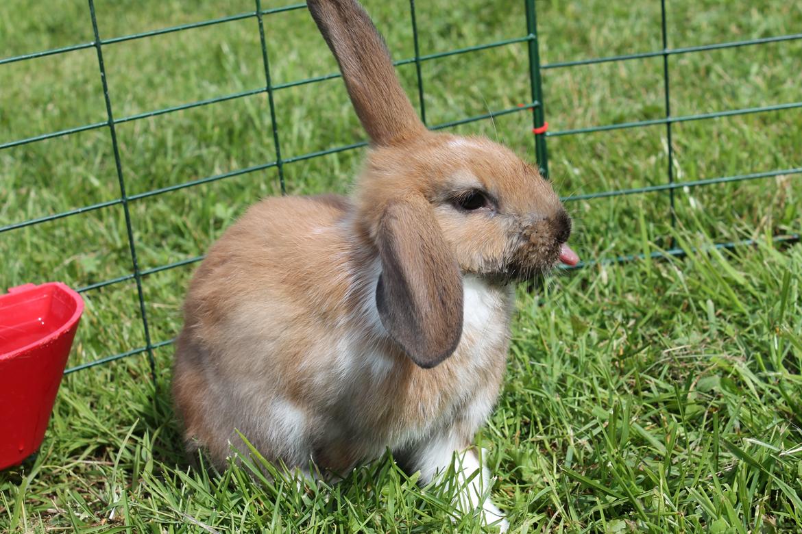 Kanin Shamigos Akitakata av Snöflingan billede 12