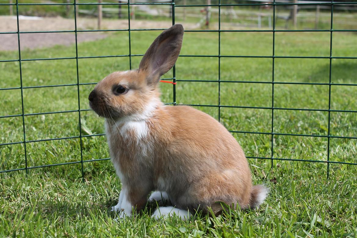 Kanin Shamigos Akitakata av Snöflingan billede 6