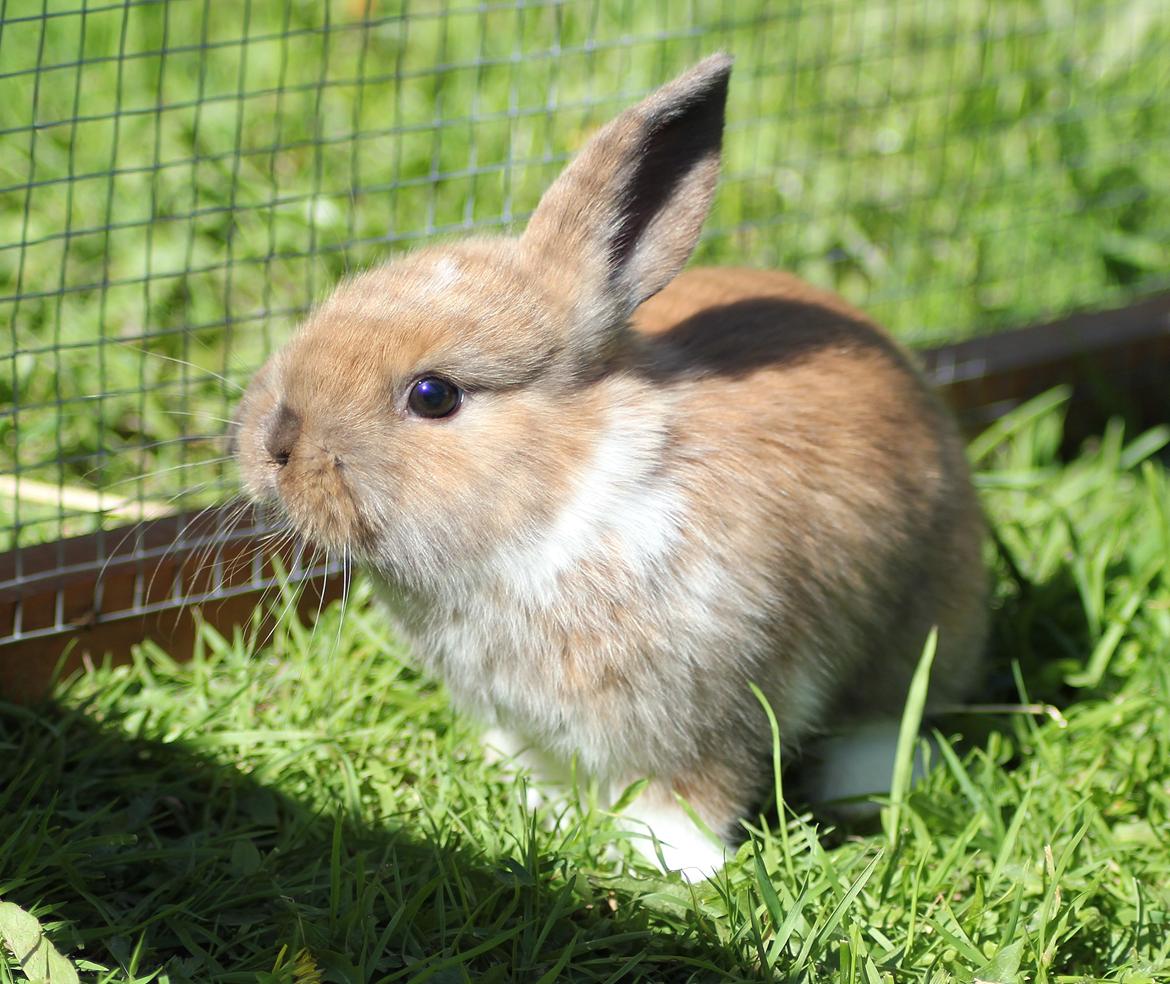 Kanin Shamigos Akitakata av Snöflingan billede 14