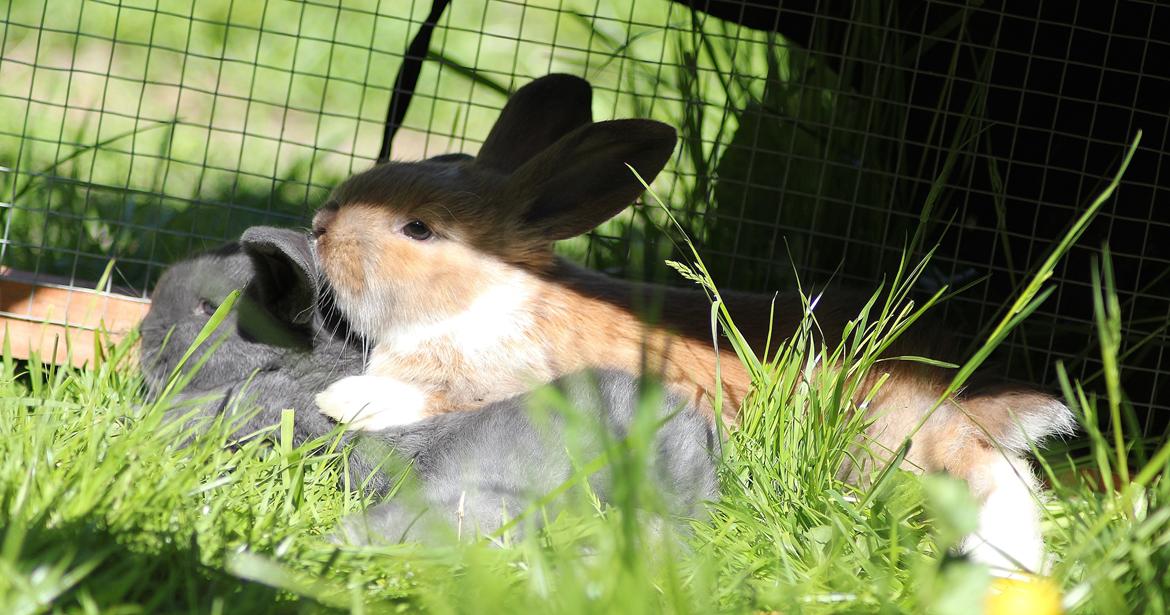 Kanin Shamigos Akitakata av Snöflingan billede 15