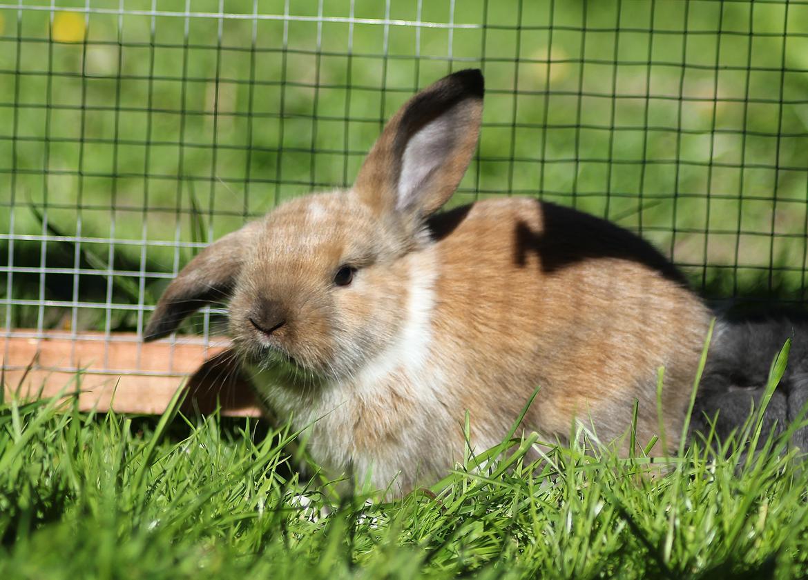 Kanin Shamigos Akitakata av Snöflingan billede 16