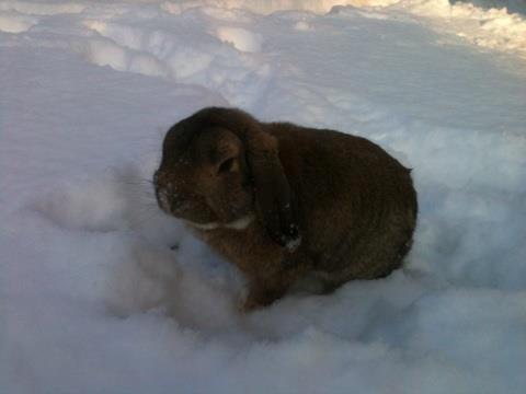 Kanin Pjuske  [Himmel gnaver] billede 1