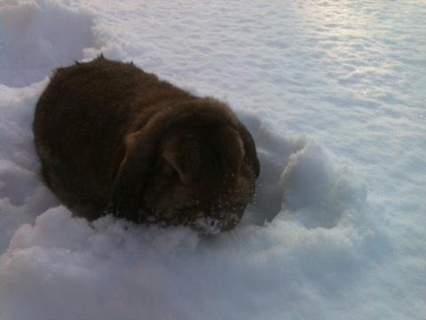 Kanin Pjuske  [Himmel gnaver] billede 2