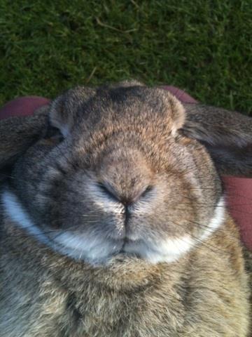 Kanin Pjuske  [Himmel gnaver] billede 4