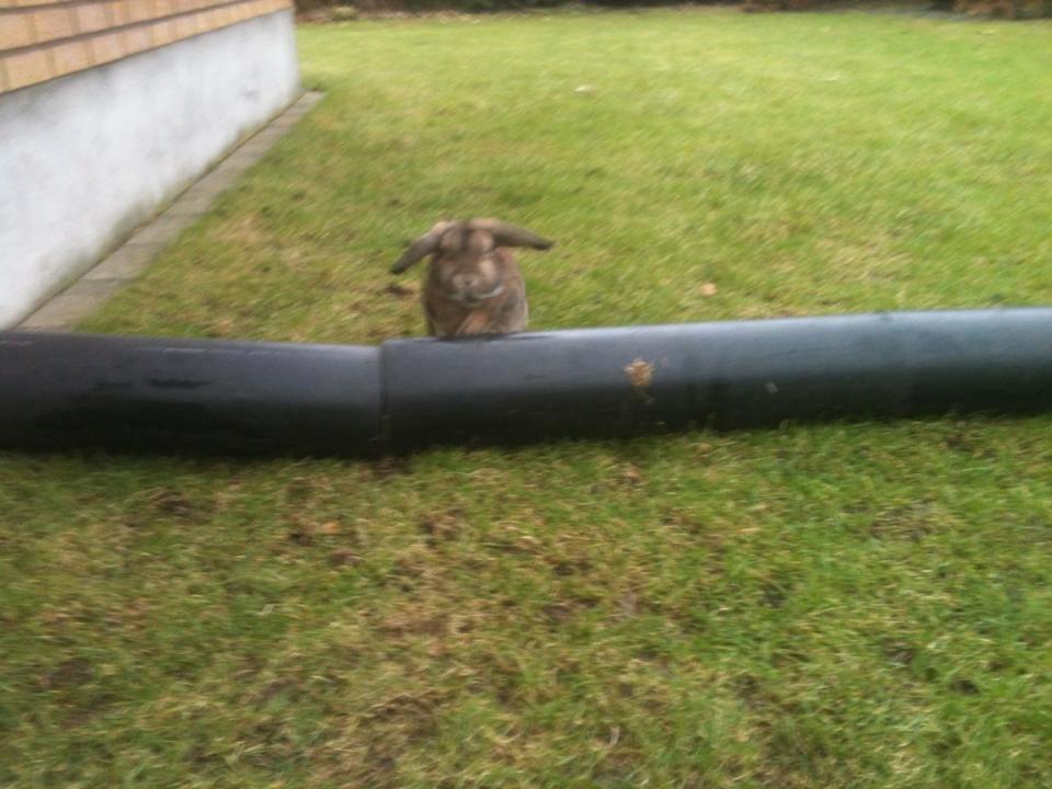 Kanin Pjuske  [Himmel gnaver] billede 5