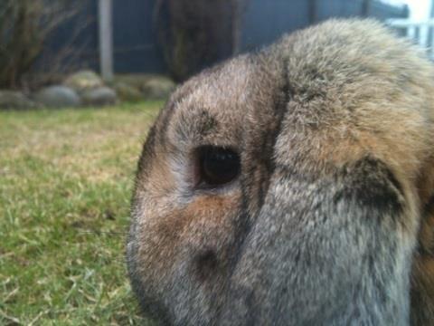 Kanin Pjuske  [Himmel gnaver] billede 6