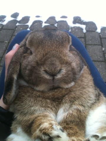 Kanin Pjuske  [Himmel gnaver] billede 7