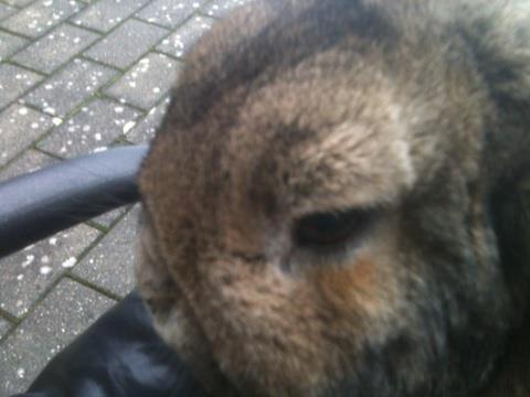 Kanin Pjuske  [Himmel gnaver] billede 8