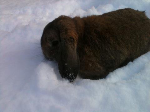 Kanin Pjuske  [Himmel gnaver] billede 3