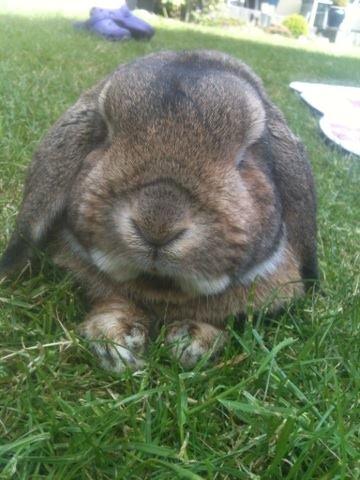 Kanin Pjuske  [Himmel gnaver] billede 9