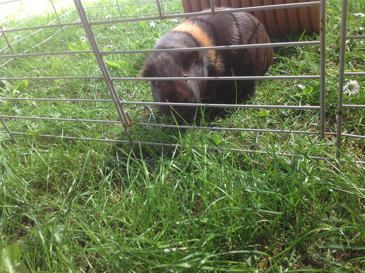 Marsvin Brombas Himmelgnaver. R.I.P!?? billede 1