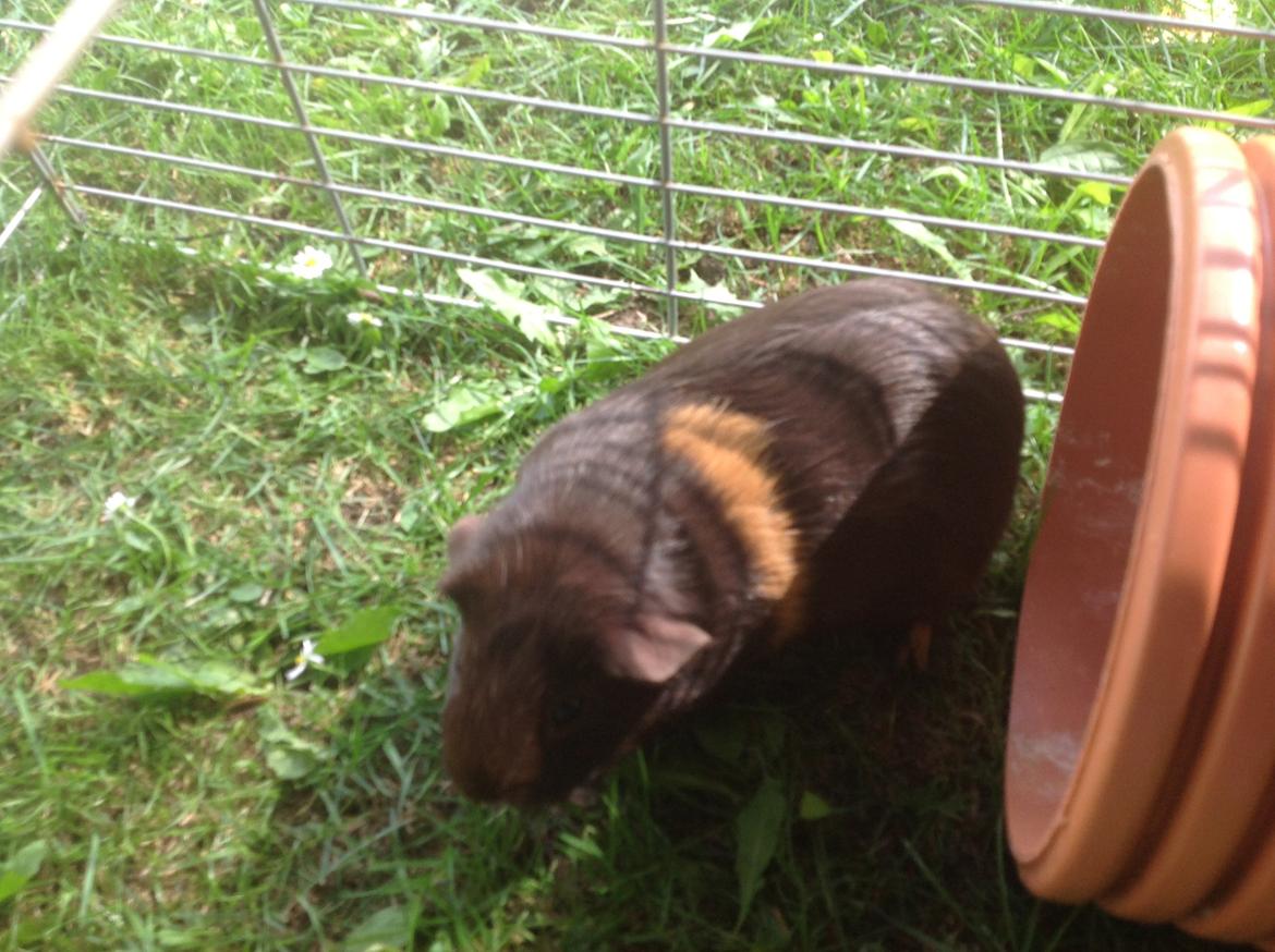 Marsvin Brombas Himmelgnaver. R.I.P!?? billede 2