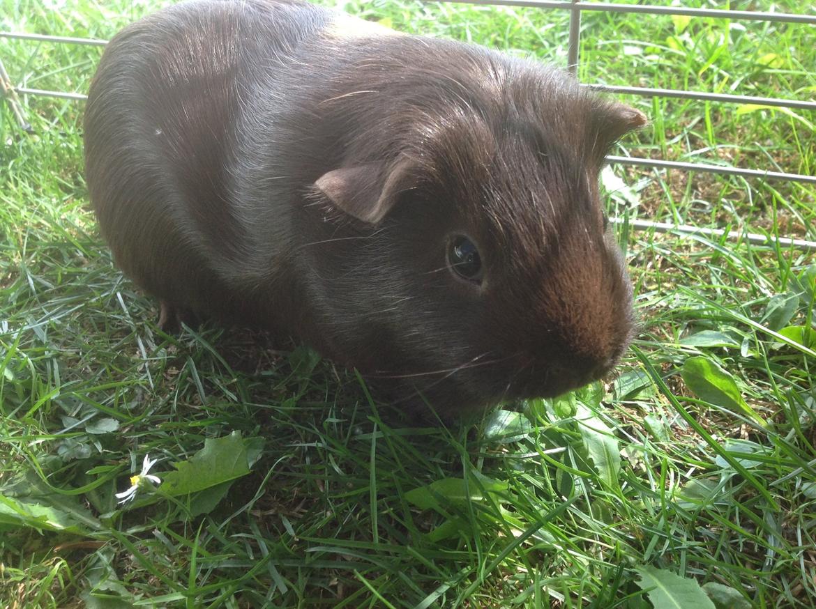 Marsvin Brombas Himmelgnaver. R.I.P!?? billede 3