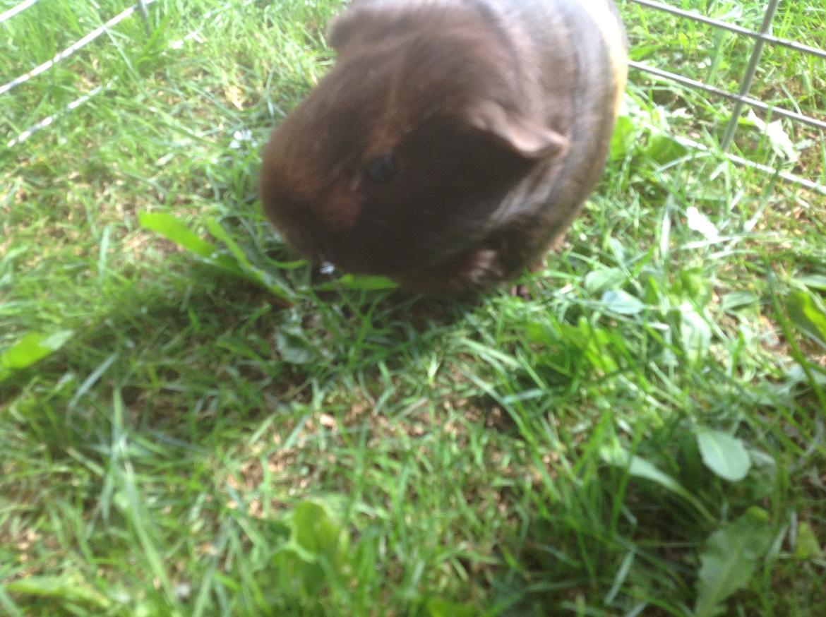 Marsvin Brombas Himmelgnaver. R.I.P!?? billede 4