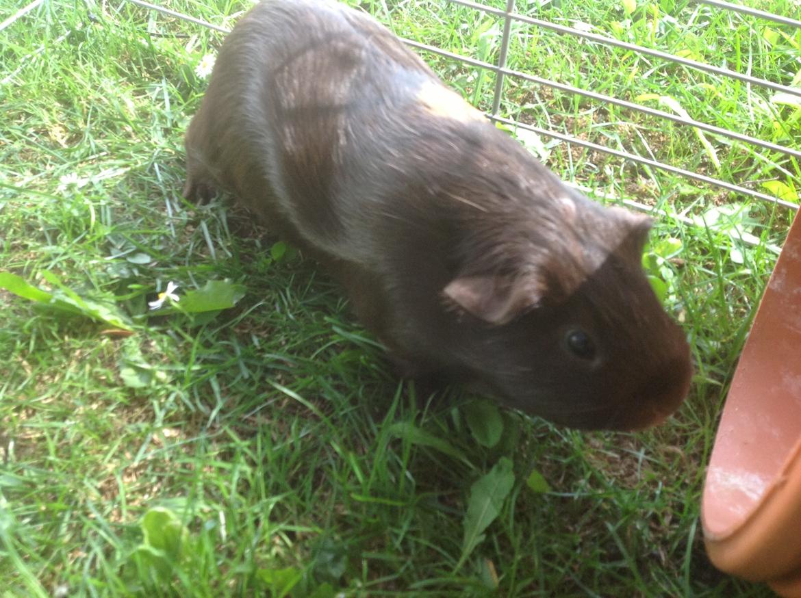 Marsvin Brombas Himmelgnaver. R.I.P!?? billede 5