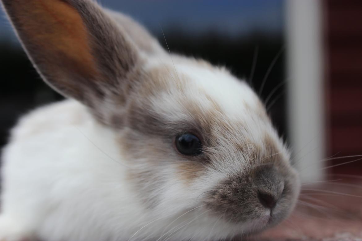 Kanin Bailey <3 billede 1