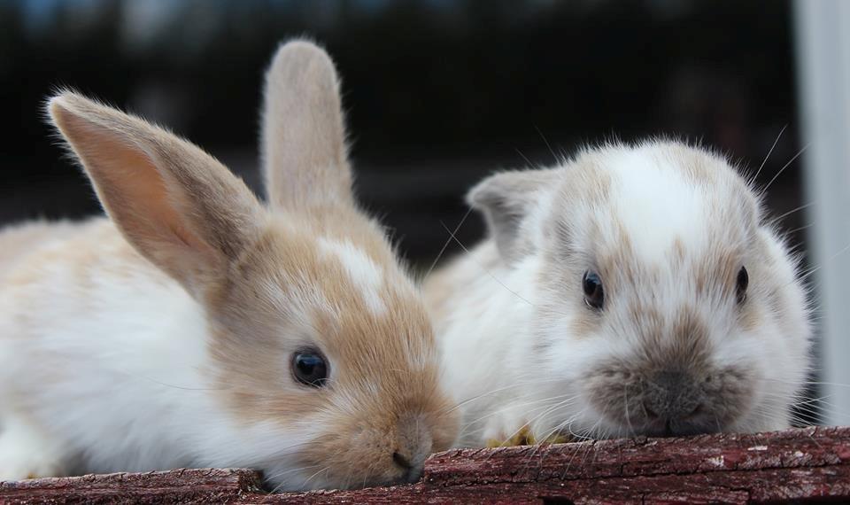 Kanin Bailey <3 billede 2