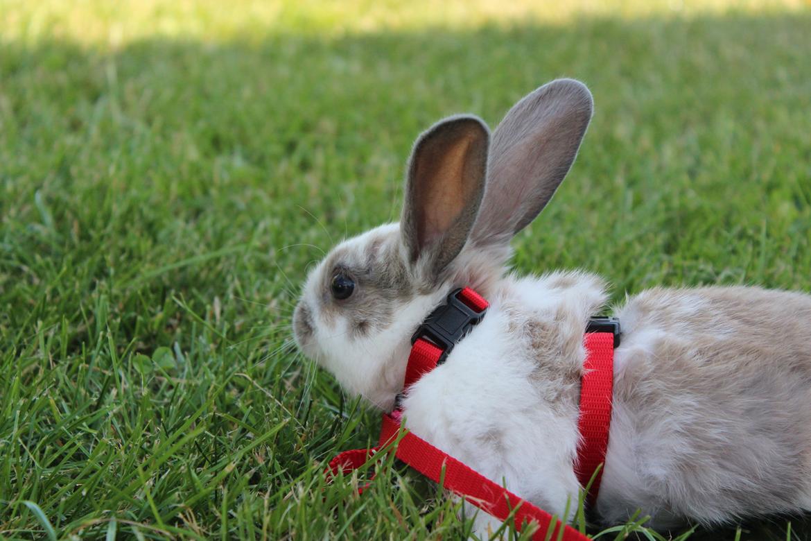 Kanin Bailey <3 billede 3