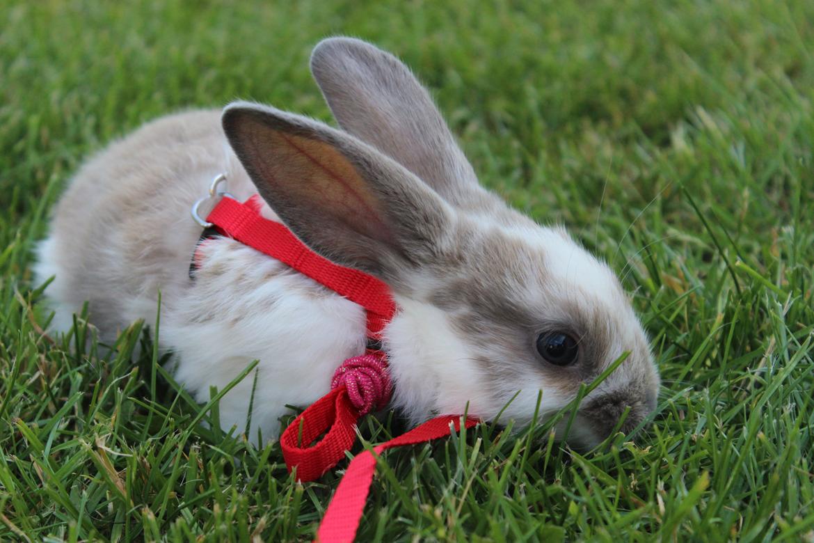 Kanin Bailey <3 billede 4