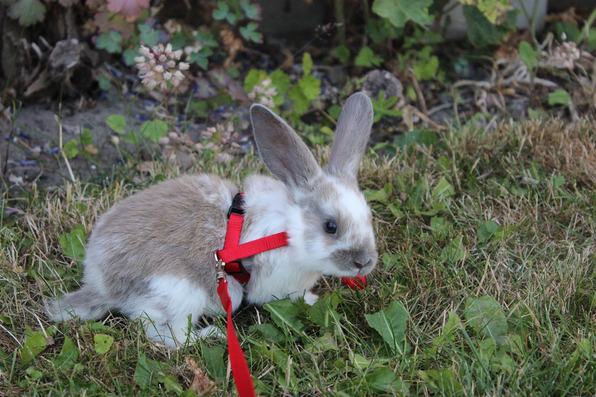 Kanin Bailey <3 billede 5