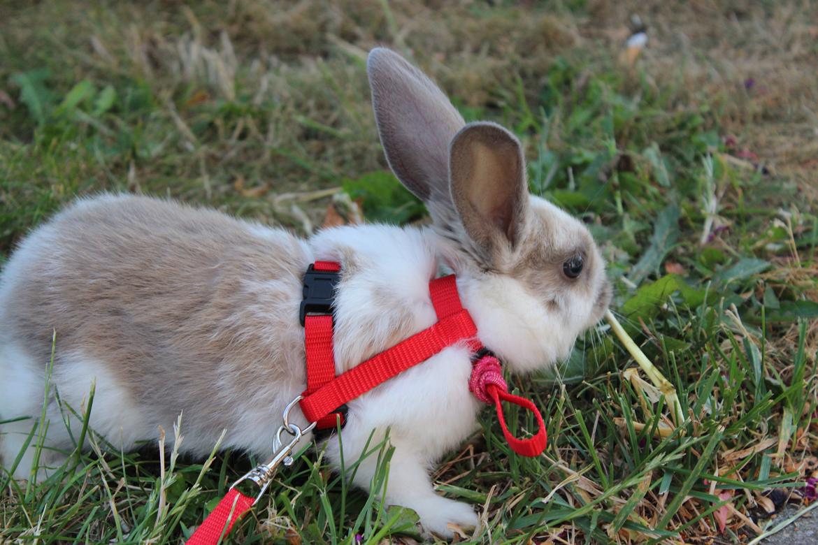 Kanin Bailey <3 billede 6