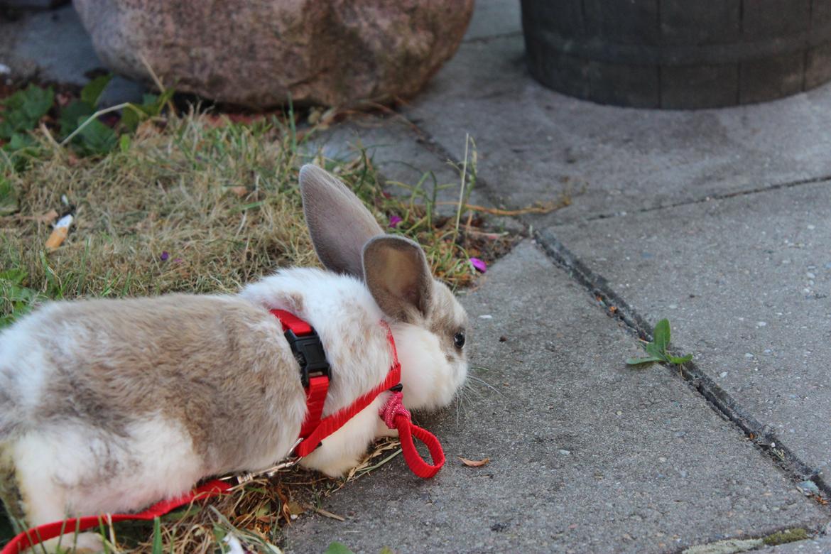 Kanin Bailey <3 billede 7