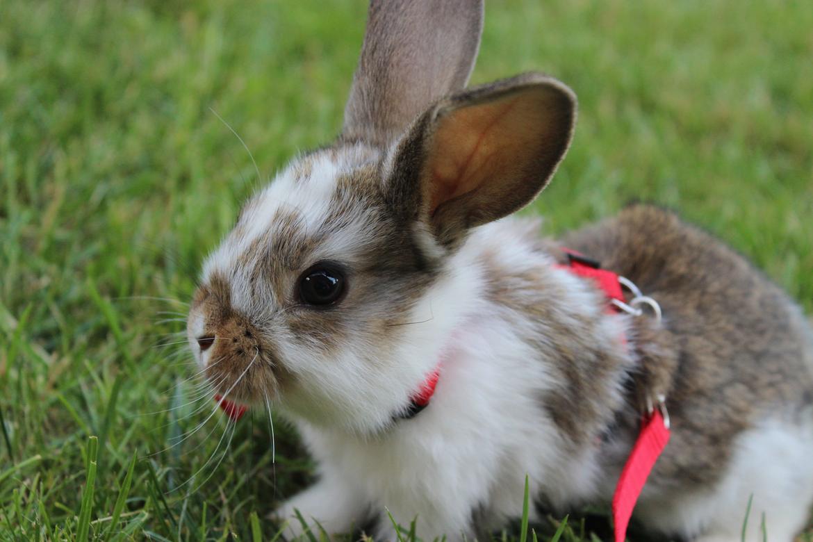 Kanin Maskot billede 20