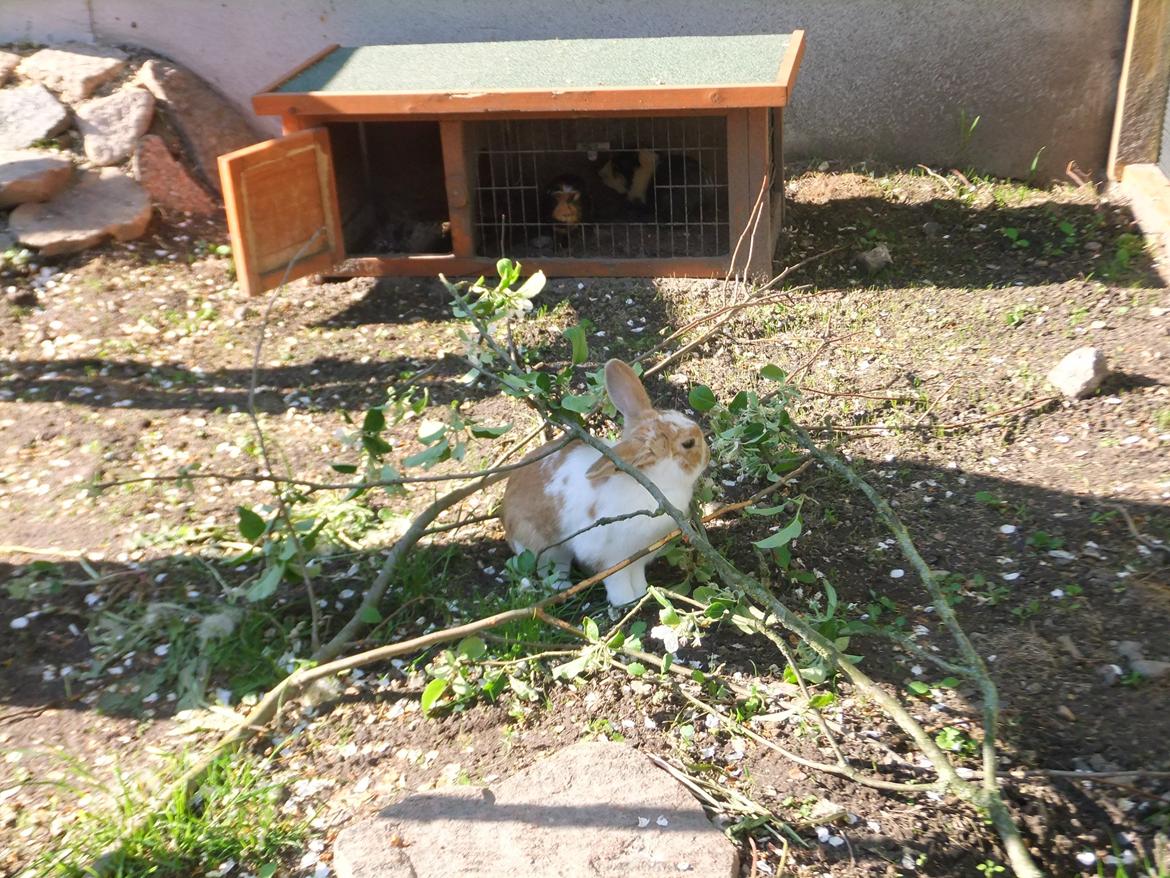 Kanin Bjerne <3 - Bjerne <3 billede 2