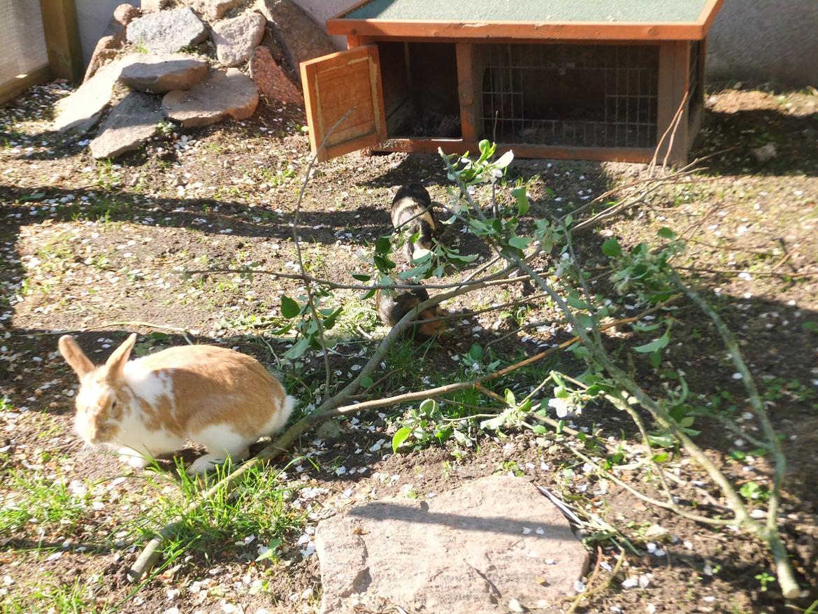 Kanin Bjerne <3 - Bjerne <3 billede 3