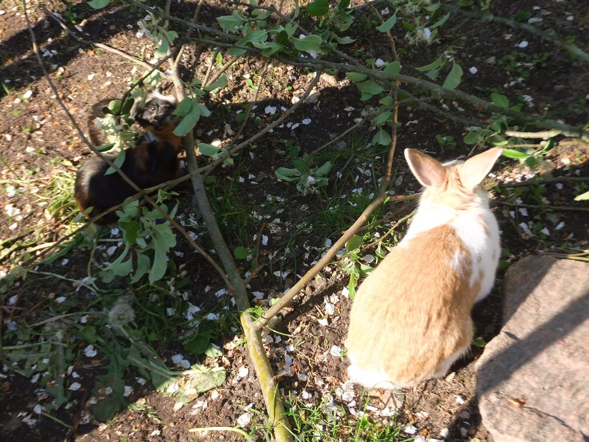 Kanin Bjerne <3 - Bjerne <3 billede 4