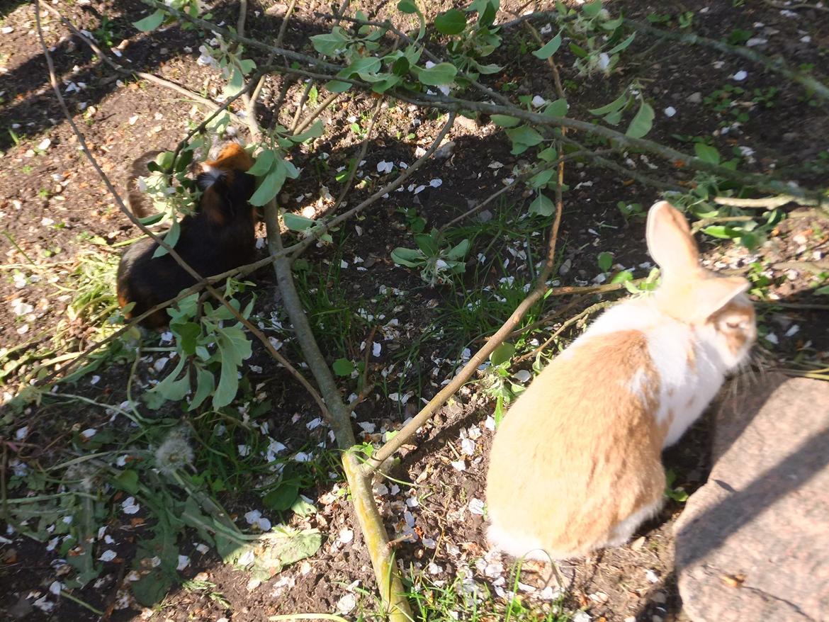 Kanin Bjerne <3 - Bjerne <3 billede 5