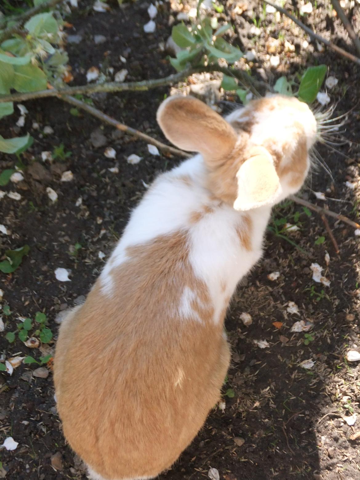 Kanin Bjerne <3 - Bjerne <3 billede 6