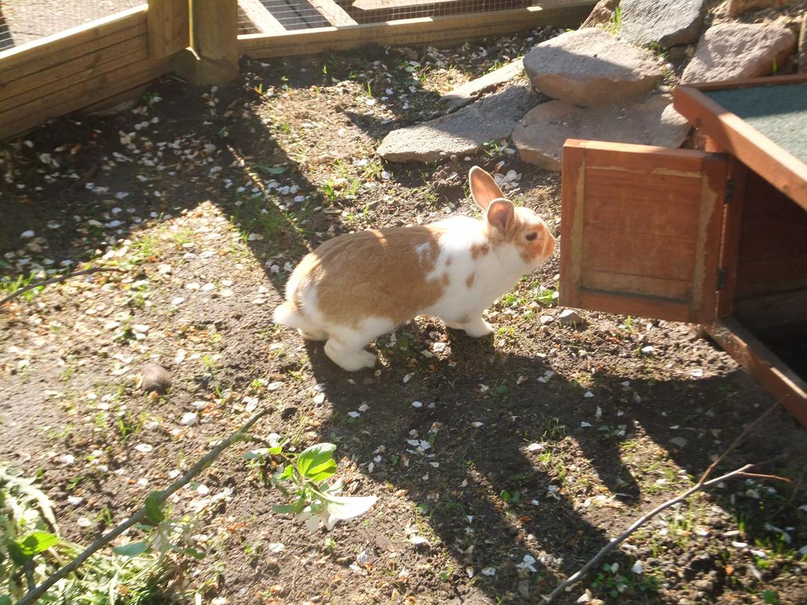 Kanin Bjerne <3 - Bjerne <3 billede 7