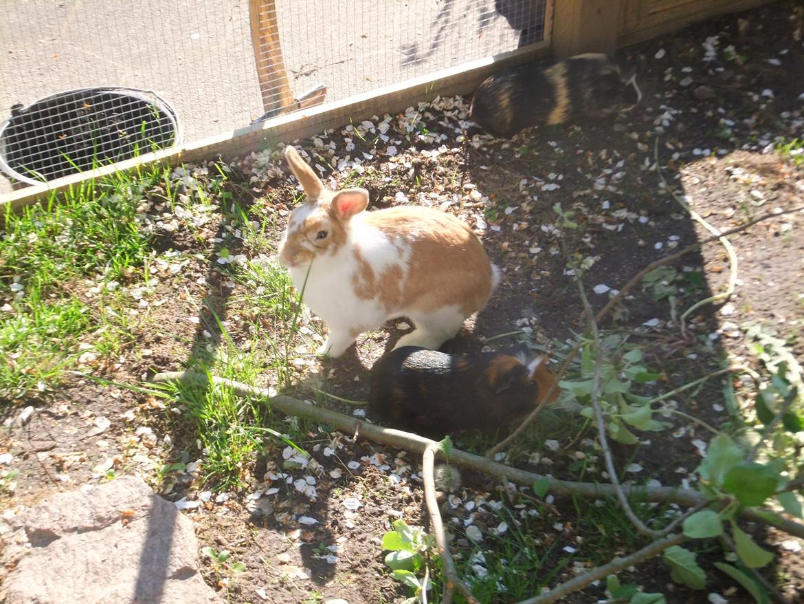 Kanin Bjerne <3 - Bjerne <3 billede 8