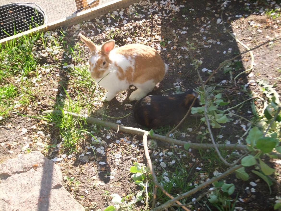 Kanin Bjerne <3 - Bjerne <3 billede 9