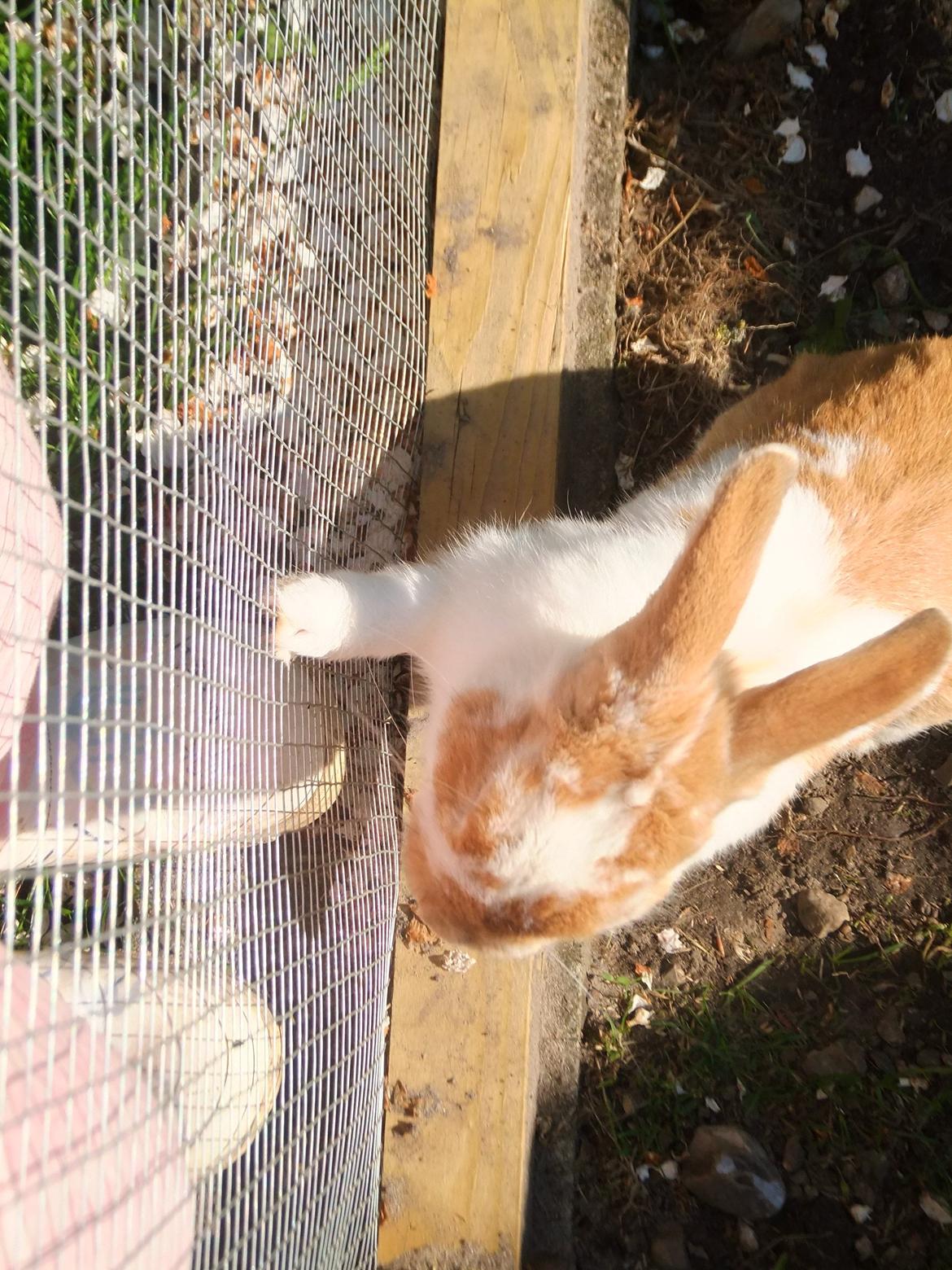 Kanin Bjerne <3 - Bjerne <3 billede 10