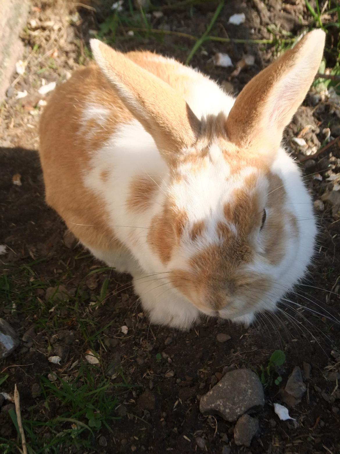 Kanin Bjerne <3 - Bjerne <3 billede 1