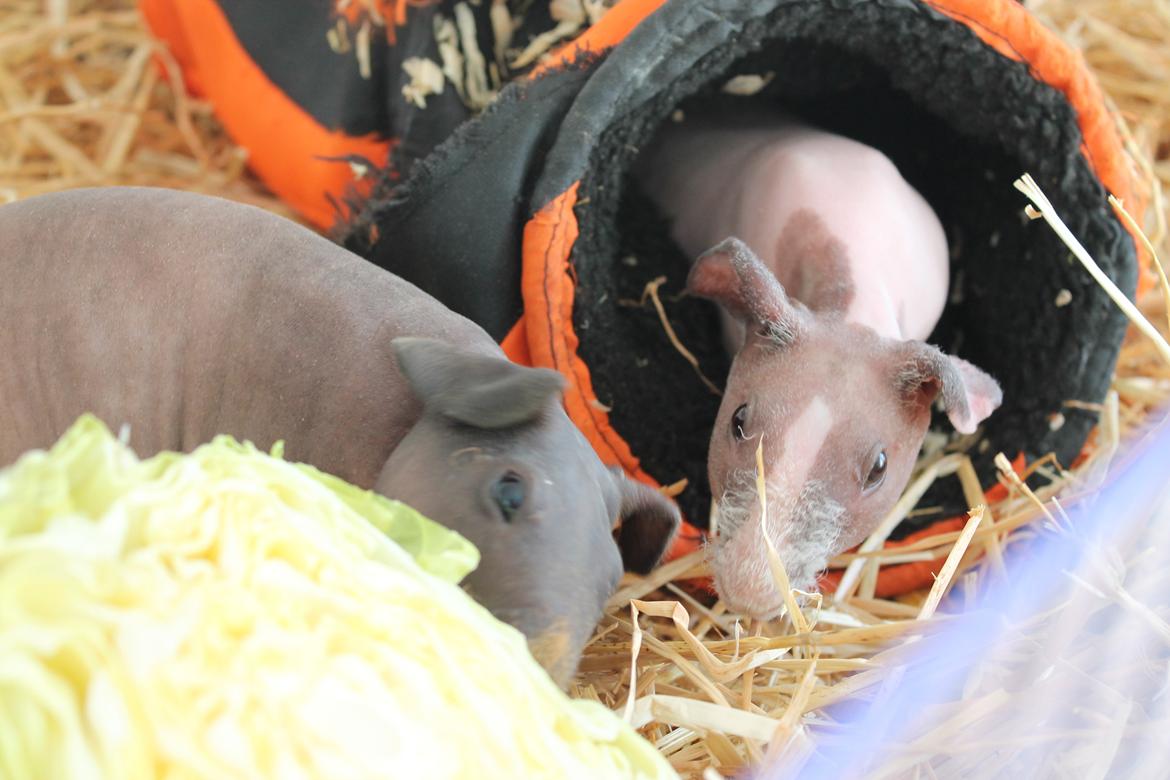 Marsvin | Timmy von Harlekin billede 8