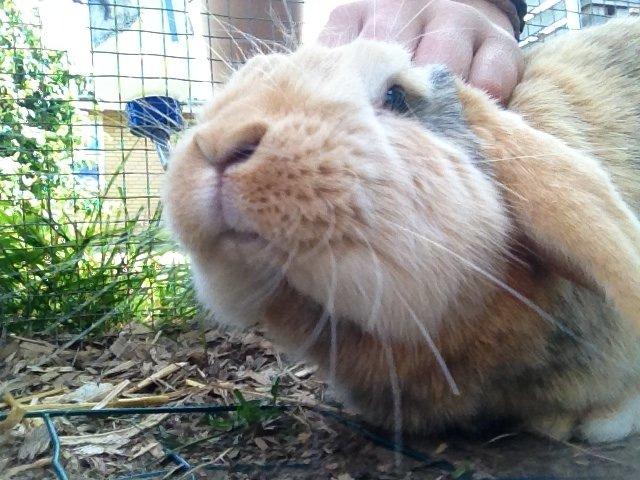 Kanin |DV| Fortunato *Nanse* billede 4