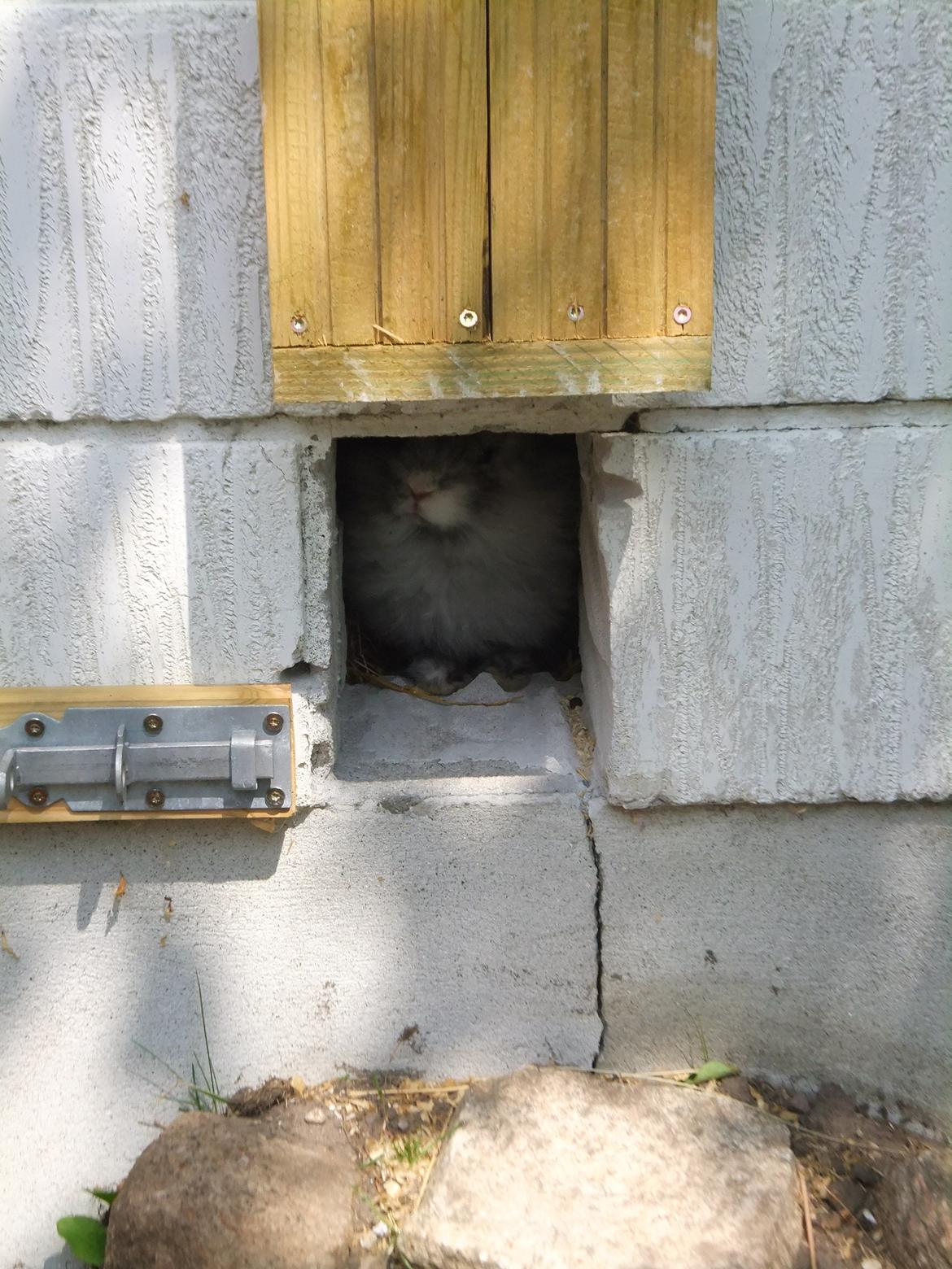 Kanin Stefan <3 billede 2