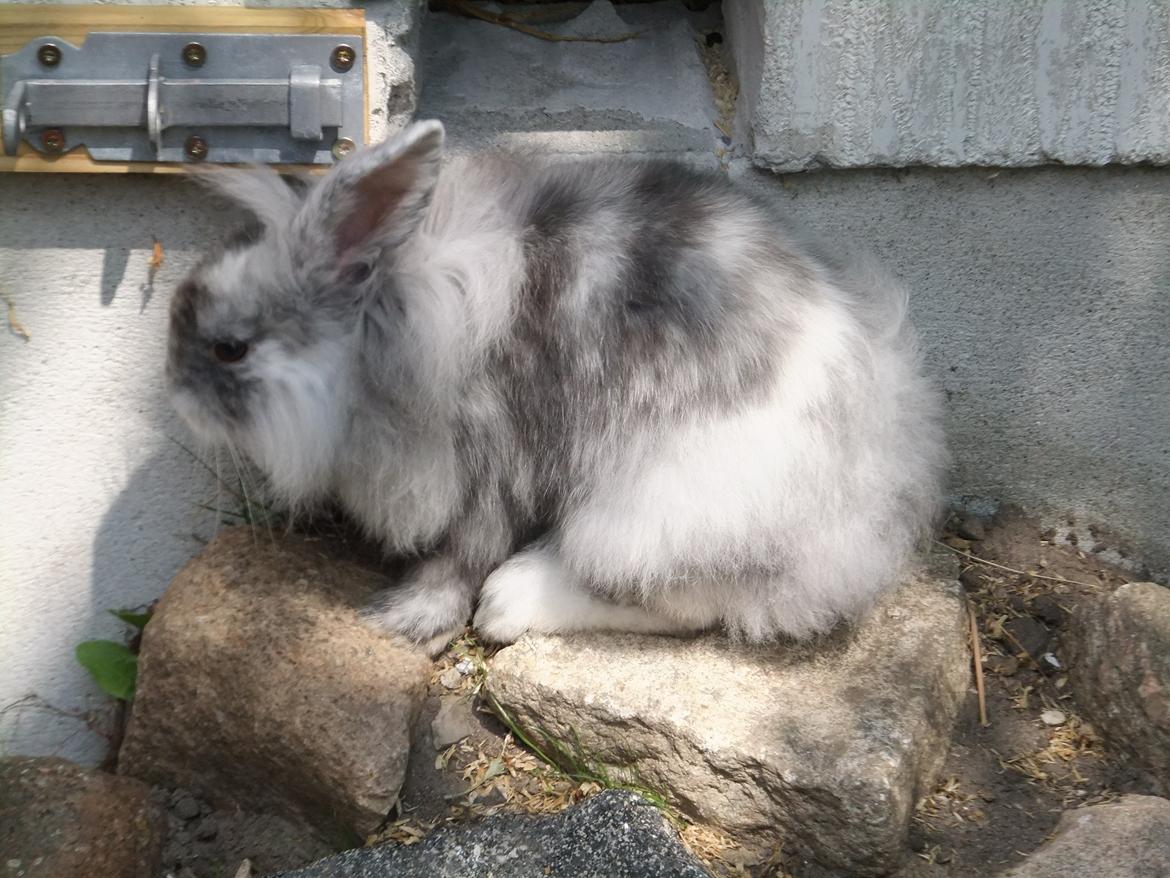 Kanin Stefan <3 billede 3
