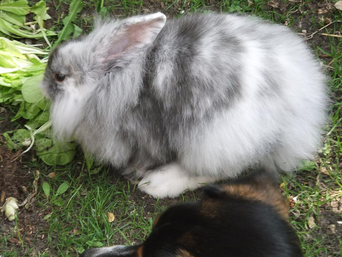 Kanin Stefan <3 billede 4