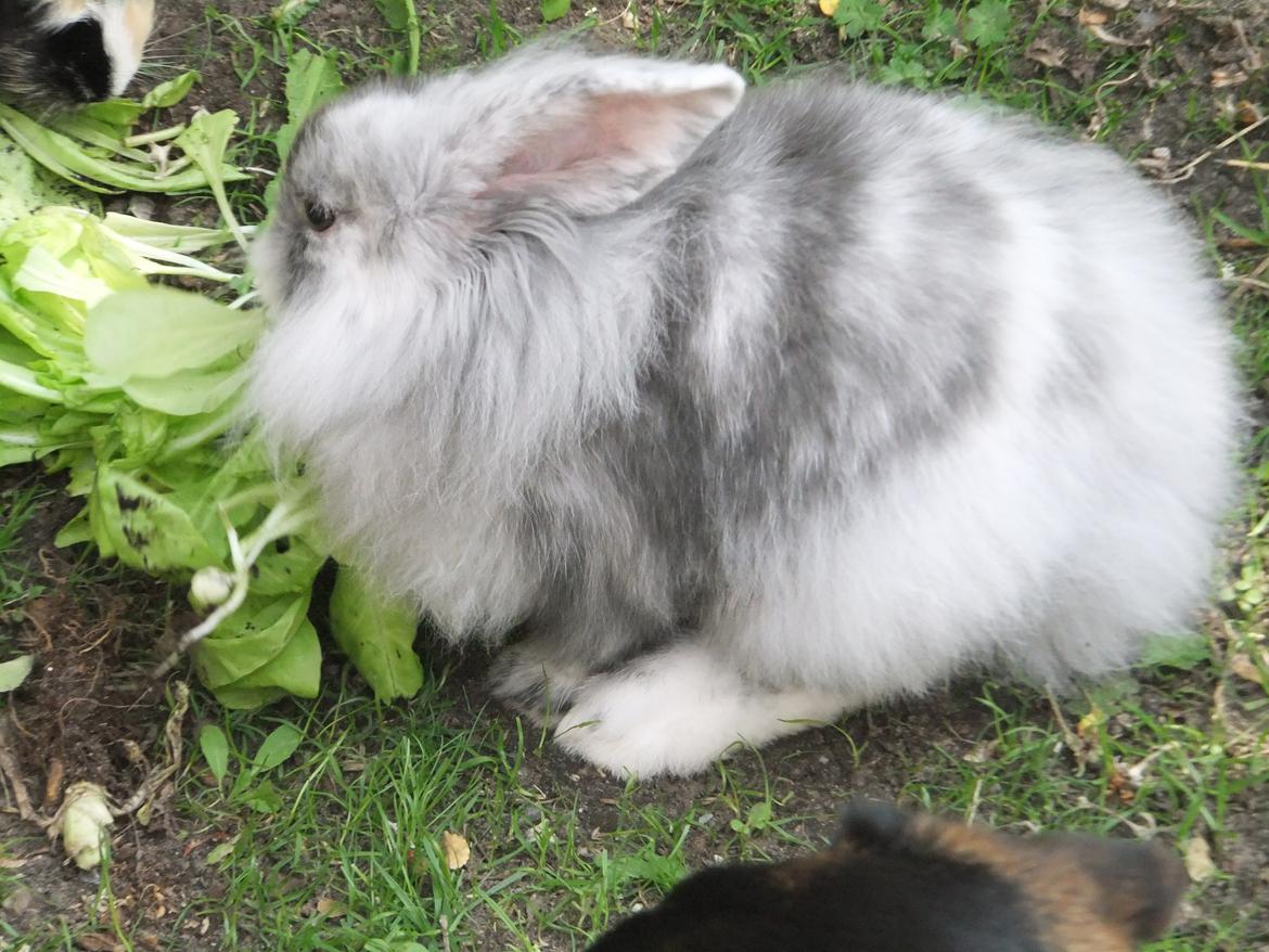 Kanin Stefan <3 billede 5