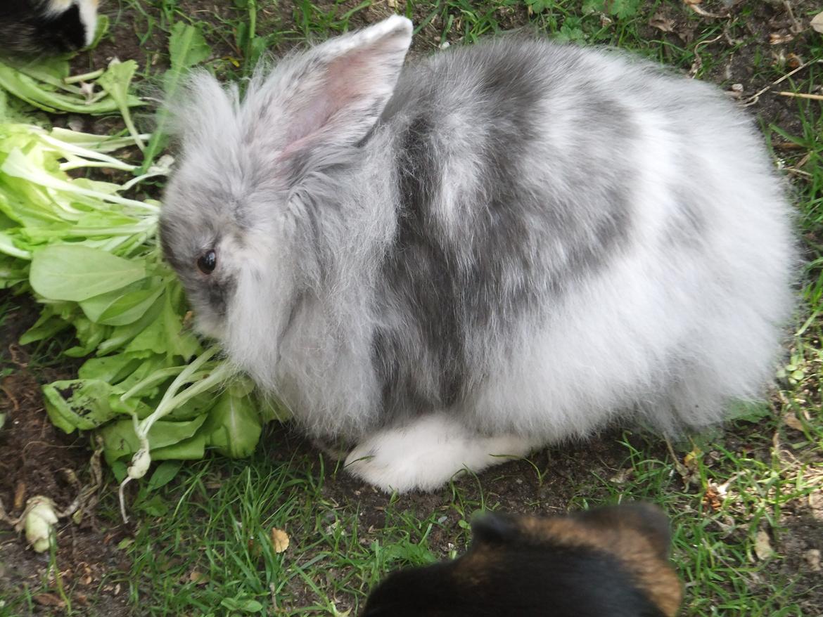 Kanin Stefan <3 billede 6