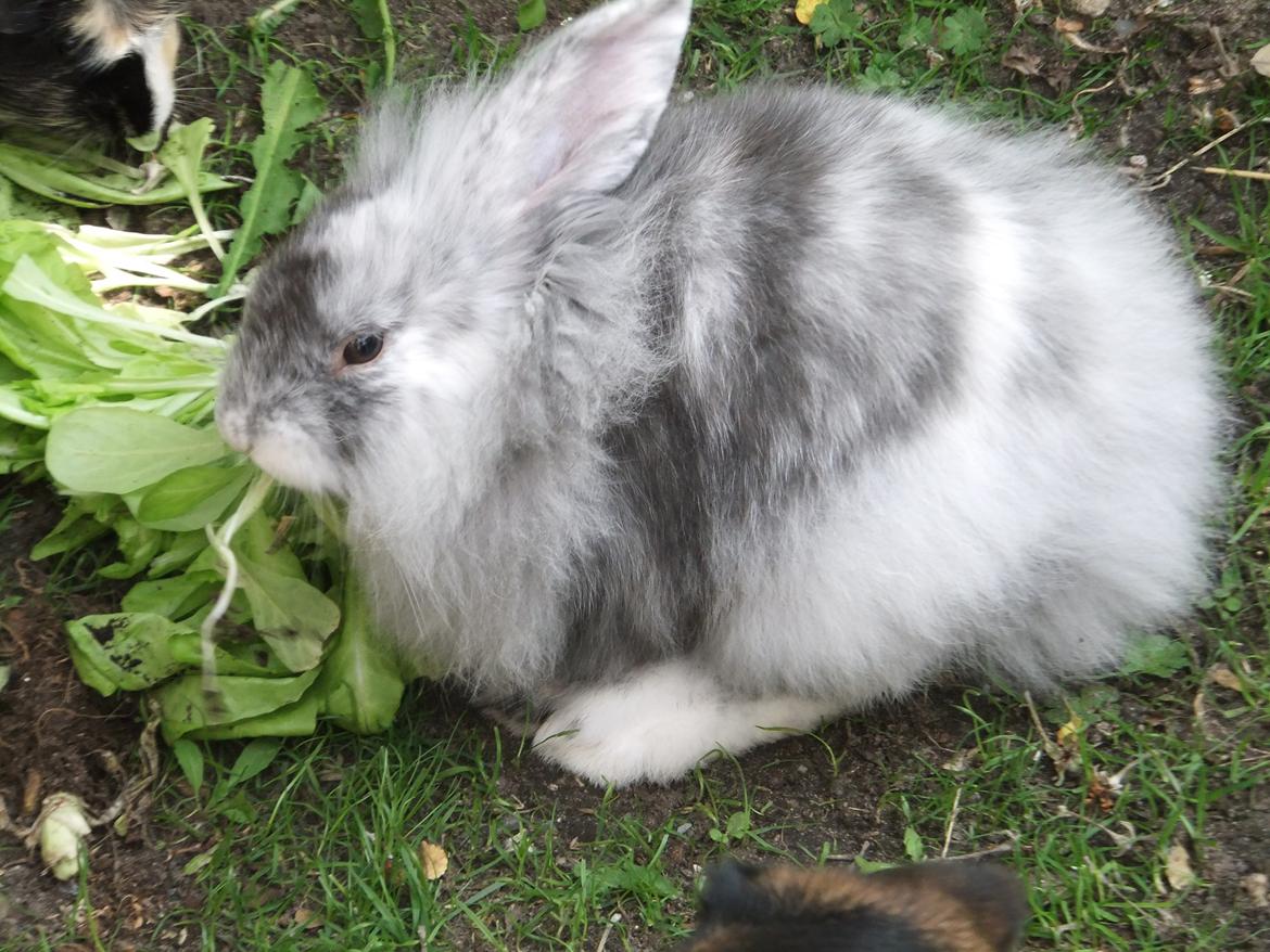 Kanin Stefan <3 billede 7