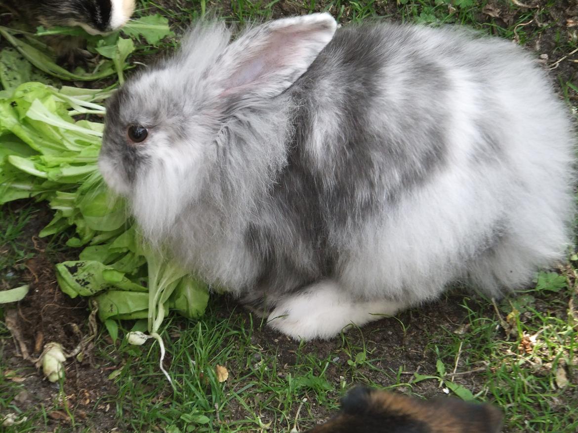 Kanin Stefan <3 billede 8