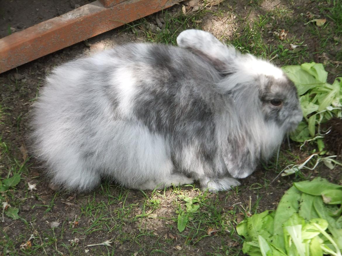 Kanin Stefan <3 billede 9