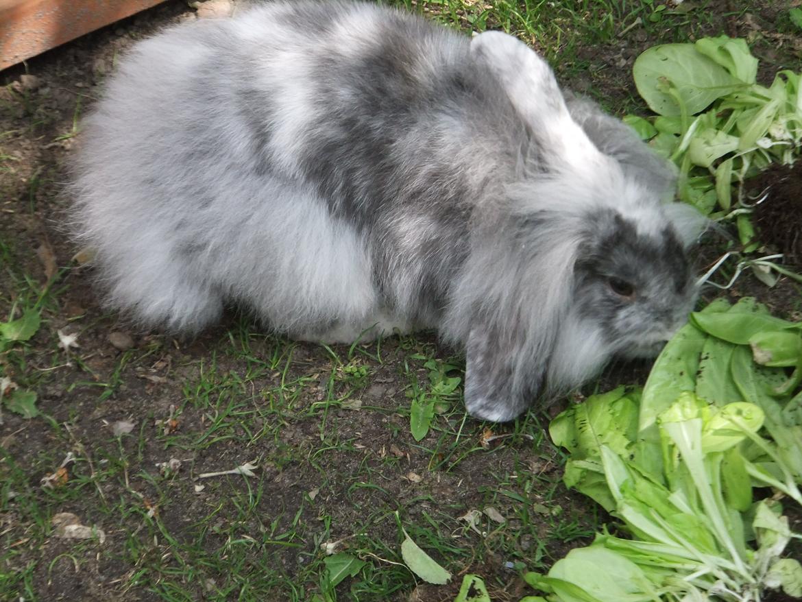 Kanin Stefan <3 billede 10