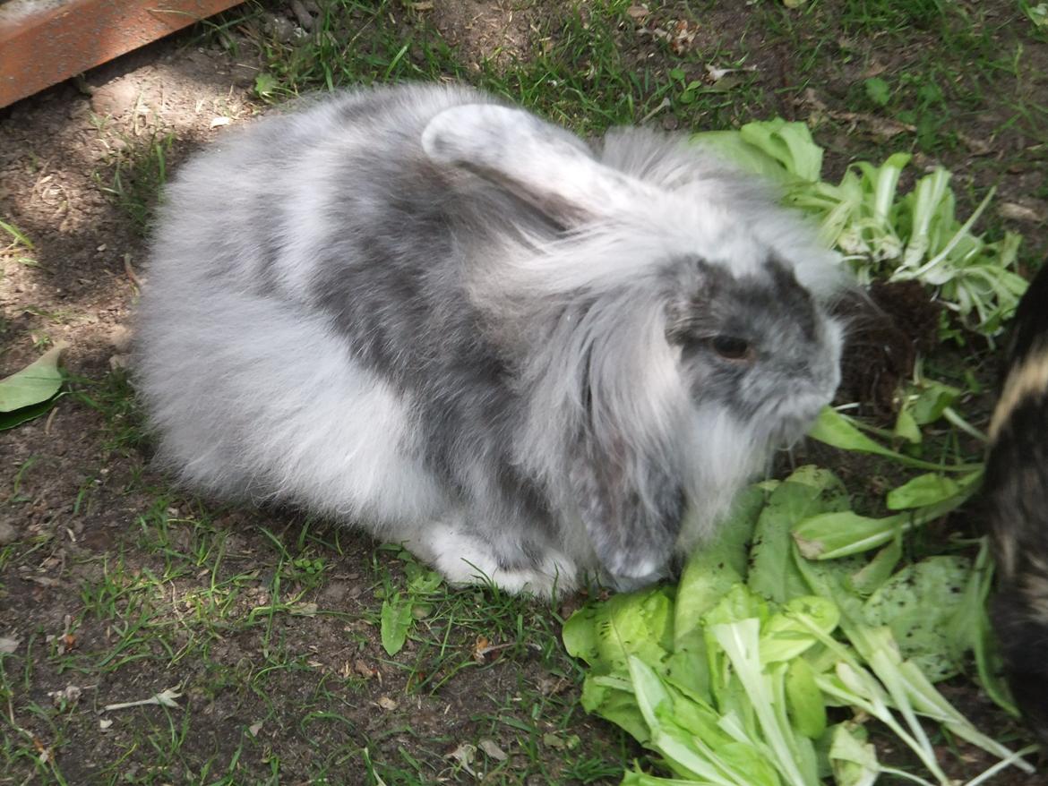 Kanin Stefan <3 billede 11