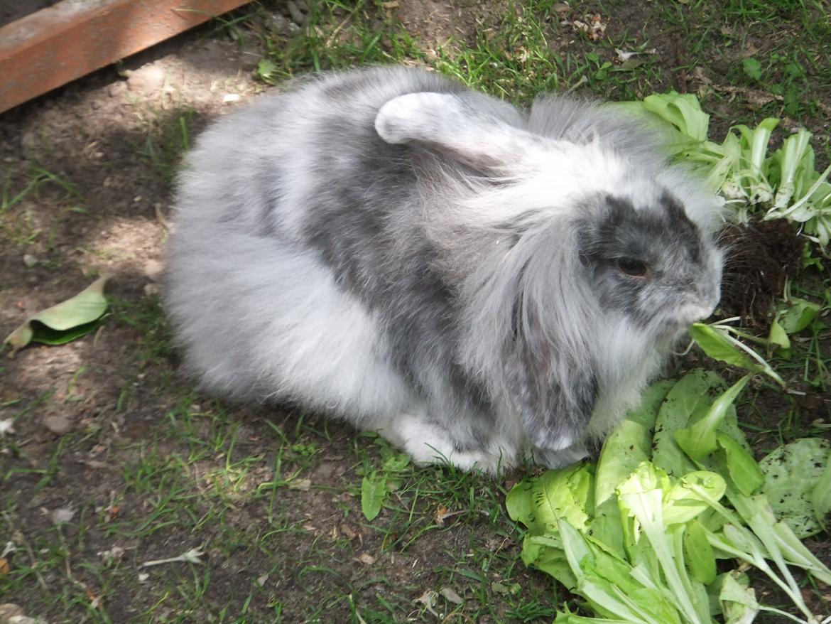 Kanin Stefan <3 billede 12